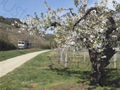 picture taken along the 
			EuroVelo 17: Eurovélo 17 in orchads in blossom by the freight railway along the right bank of the Rhone river